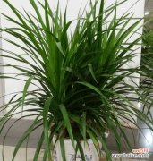 揭秘兰花的风水讲究和摆放技巧 兰花的风水寓意与摆放位置