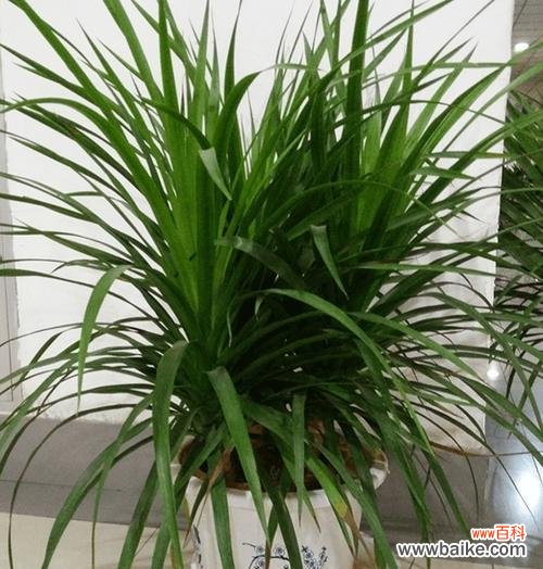 揭秘兰花的风水讲究和摆放技巧 兰花的风水寓意与摆放位置