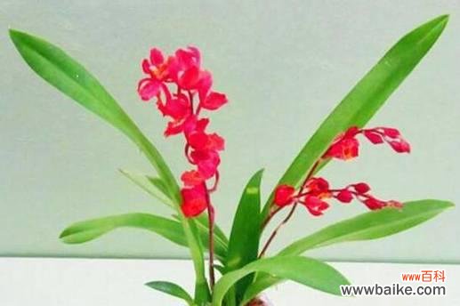 探索兰花的神秘之美 兰花的花语与代表意义