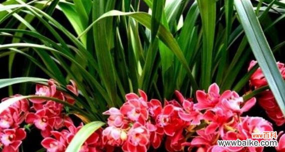 美丽如兰 兰花花语与寓意