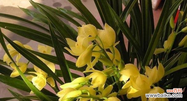 美丽如兰 兰花花语与寓意