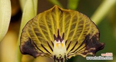 兰科植物的形态 探究兰科植物的主要特征