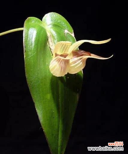 兰科植物的形态 探究兰科植物的主要特征
