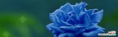 蓝玫瑰的寓意与象征 以蓝玫瑰代表什么花语