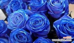 揭秘蓝玫瑰花语的寓意及传承 蓝玫瑰花语