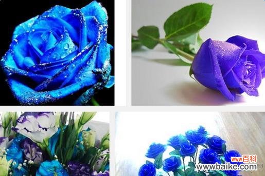 揭秘蓝玫瑰花语的寓意及传承 蓝玫瑰花语