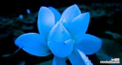 探索蓝莲花象征的人格特质与品质 以蓝莲花代表什么人