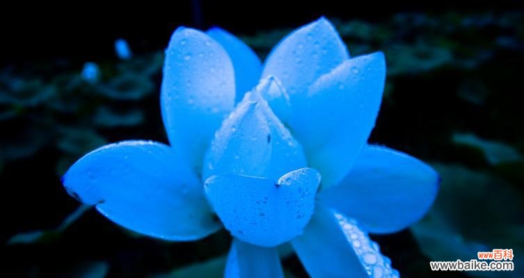 探索蓝莲花象征的人格特质与品质 以蓝莲花代表什么人