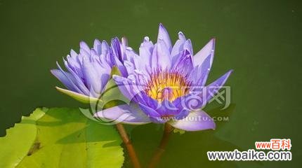 探索蓝莲花象征的人格特质与品质 以蓝莲花代表什么人