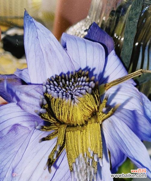 探索蓝莲花象征的人格特质与品质 以蓝莲花代表什么人