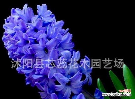 探秘蓝色风信子的神秘花语及寓意 蓝色风信子花语与代表意义