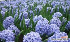 探秘蓝色风信子的神秘花语及寓意 蓝色风信子花语与代表意义