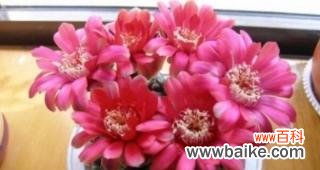 揭示仙人掌花语的隐藏含义 仙人掌花语的寓意与象征