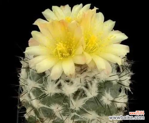 揭示仙人掌花语的隐藏含义 仙人掌花语的寓意与象征