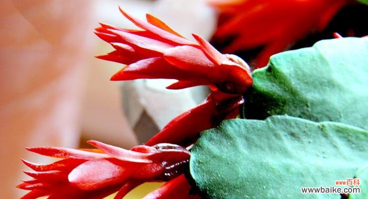 探索仙人掌的花语与含义 仙人掌花语