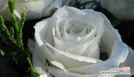 香水玫瑰花语的含义及表达爱意的技巧 玫瑰花语之香水玫瑰的浪漫与传情