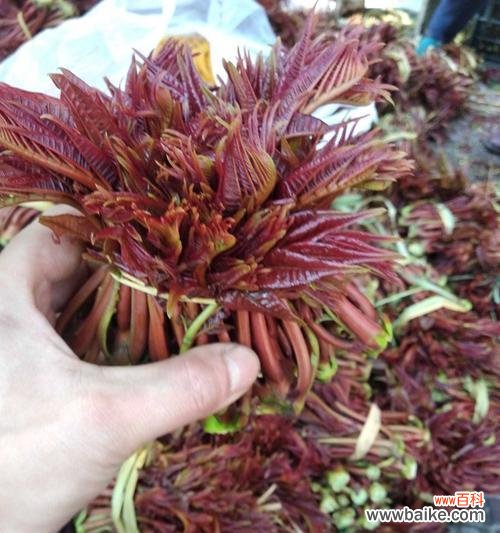 探寻香椿树开花的象征与意义 香椿树开花的寓意