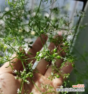 探寻香菜的生长特点和开花过程 香菜的开花现象及其意义