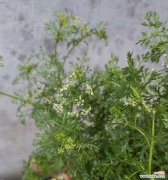 探寻香菜的生长特点和开花过程 香菜的开花现象及其意义