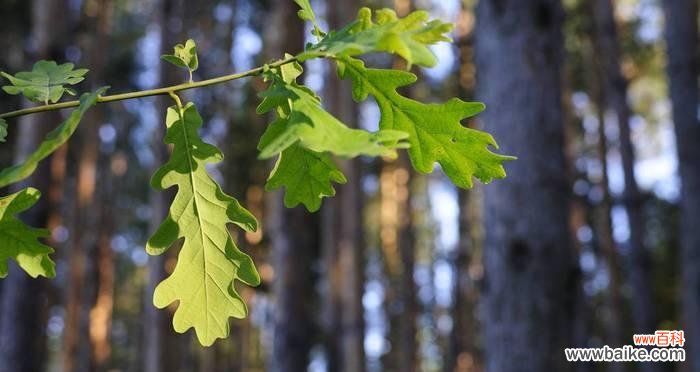 探索橡树的生命力与坚韧不拔之道 橡树的象征意义与寓意