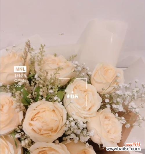 香槟玫瑰花传递爱与祝福 香槟玫瑰花语的深意