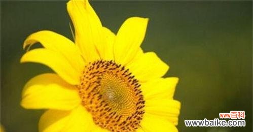 向阳花的寓意 向阳花的花语