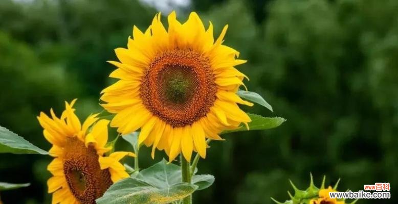 阳光的化身与无尽的希望 向日葵的花语及其寓意与含义