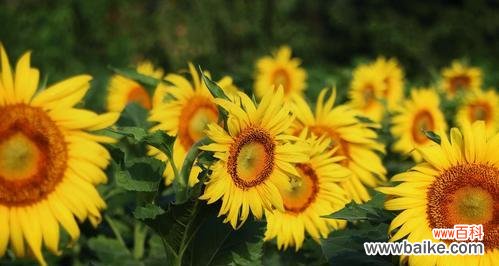 探索向日葵的花语和寓意 向日葵花语和寓意