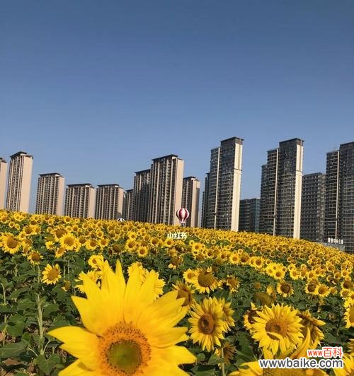 探索向日葵的花语和寓意 向日葵花语和寓意