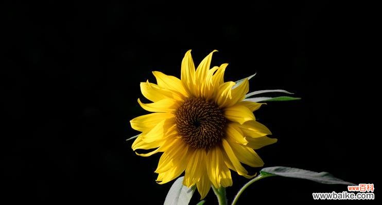 展示勇气与希望的花朵 向日葵