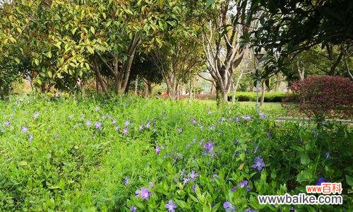 以小草代表的人物形象及其象征意义 小草与人的奇妙共生之旅