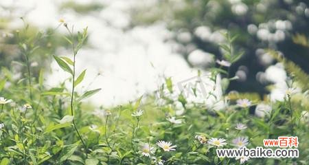 以小草代表的人物形象及其象征意义 小草与人的奇妙共生之旅