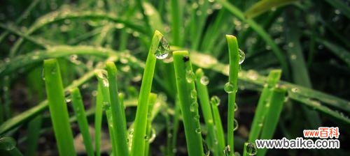 以小草代表的人物形象及其象征意义 小草与人的奇妙共生之旅