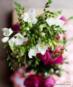 小苍兰花的美丽绽放与心灵沟通 小苍兰花的花语与寓意