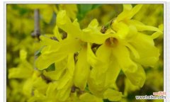 探索连翘花的吉祥寓意与风水意义 连翘花的寓意与象征风水