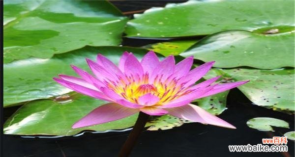 揭开莲花的奥秘 莲花