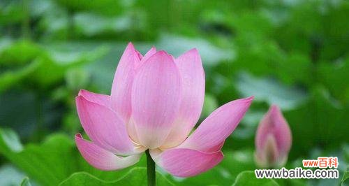 揭开莲花的奥秘 莲花