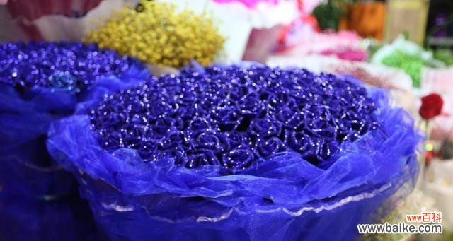 探索蓝色满天星的美丽与意义 蓝色满天星的花语和寓意