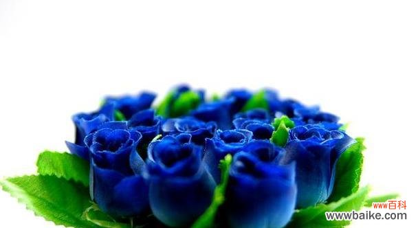 传递深情与神秘的蓝色玫瑰 蓝色玫瑰的花语及象征意义