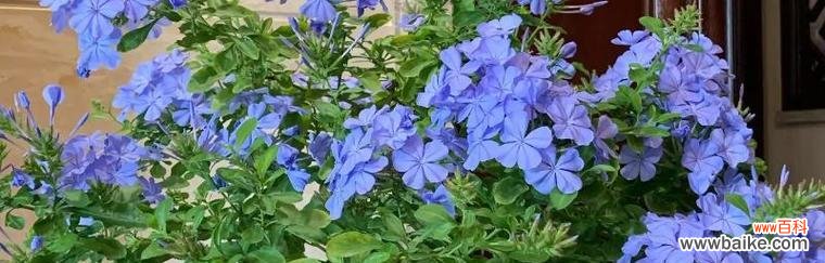 探索蓝雪花的神秘力量与正确摆放方法 蓝雪花的风水寓意与摆放位置