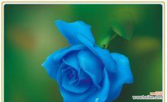 探寻蓝色妖姬的含义 蓝色妖姬的花语——希望与自由的象征