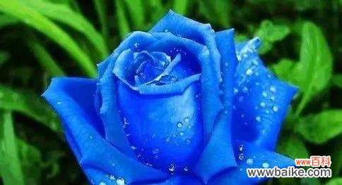 揭开蓝色妖姬的寓意之谜 花色妖姬的花语