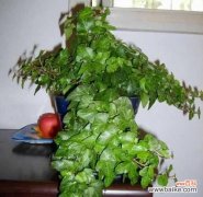 探索幸运与繁荣的秘密 连翘的风水寓意与摆放位置