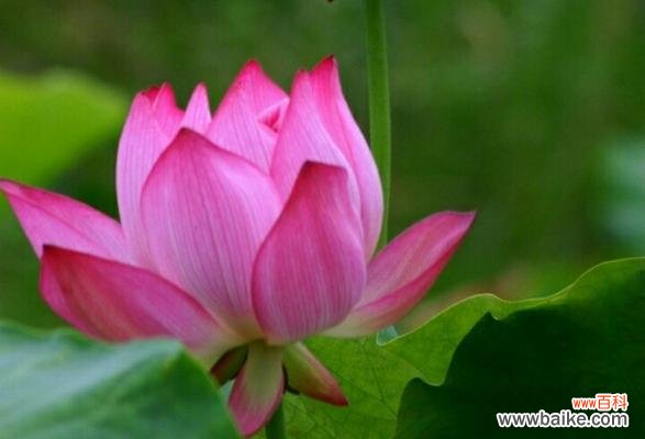 莲花的美丽与坚韧——一种文化的传承 莲花的象征意义及其传承