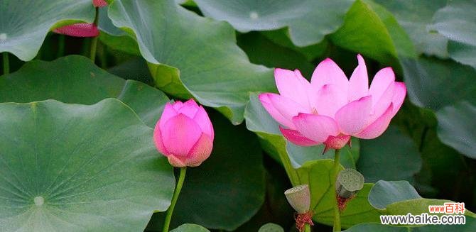 莲花的美丽与坚韧——一种文化的传承 莲花的象征意义及其传承