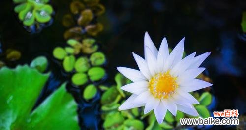 莲花的美丽与坚韧——一种文化的传承 莲花的象征意义及其传承