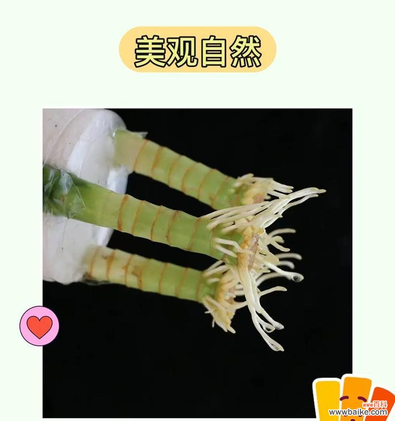 竹之祥瑞 以莲花竹为主题的风水寓意与象征