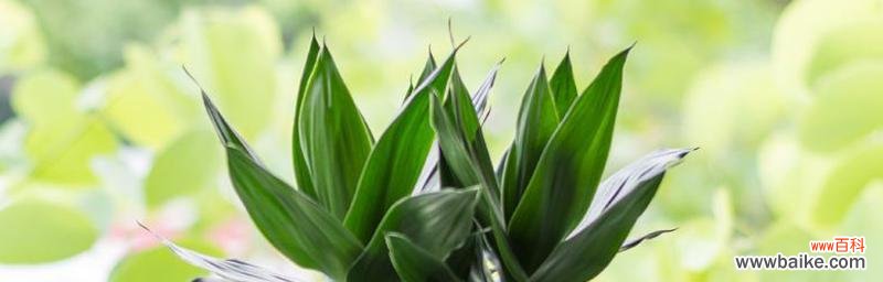 竹之祥瑞 以莲花竹为主题的风水寓意与象征