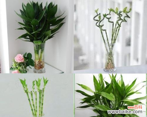 竹之祥瑞 以莲花竹为主题的风水寓意与象征