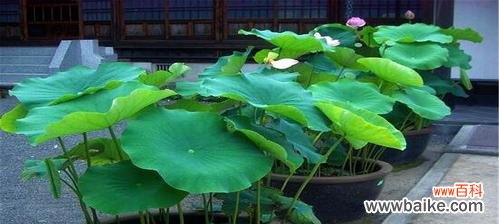 揭示莲藕在东方文化中的独特寓意 莲藕的象征意义